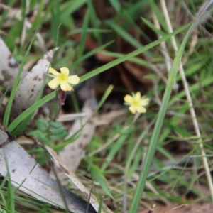 Hypericum gramineum at Mongarlowe, NSW - suppressed