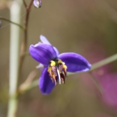 Dianella revoluta (Black-Anther Flax Lily) at Mongarlowe River - 9 Nov 2022 by LisaH