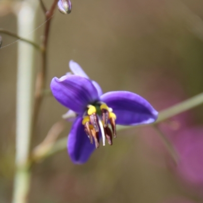 Dianella revoluta (Black-Anther Flax Lily) at Mongarlowe River - 9 Nov 2022 by LisaH