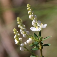 Comesperma ericinum (Heath Milkwort) at Mongarlowe, NSW - 9 Nov 2022 by LisaH