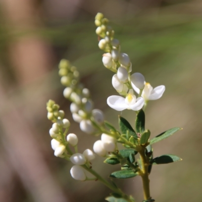 Comesperma ericinum (Heath Milkwort) at Mongarlowe River - 9 Nov 2022 by LisaH