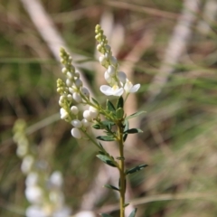 Comesperma ericinum at Mongarlowe, NSW - 9 Nov 2022