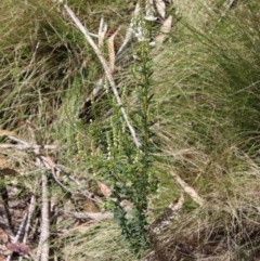 Comesperma ericinum at Mongarlowe, NSW - 9 Nov 2022