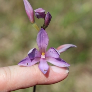 Thelymitra ixioides at Mongarlowe, NSW - suppressed