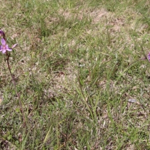 Thelymitra ixioides at Mongarlowe, NSW - 9 Nov 2022