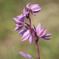 Thelymitra ixioides (Dotted Sun Orchid) at Mongarlowe, NSW - 9 Nov 2022 by LisaH