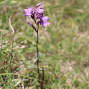 Thelymitra ixioides at Mongarlowe, NSW - suppressed