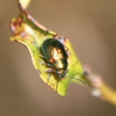 Edusella sp. (genus) (A leaf beetle) at Mongarlowe River - 9 Nov 2022 by LisaH