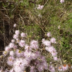 Kunzea parvifolia at Paddys River, ACT - 9 Nov 2022