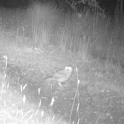 Ninox boobook (Southern Boobook) at Mongarlowe River - 8 Nov 2022 by LisaH