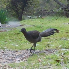 Menura novaehollandiae (Superb Lyrebird) at Mongarlowe, NSW - 30 Oct 2022 by LisaH