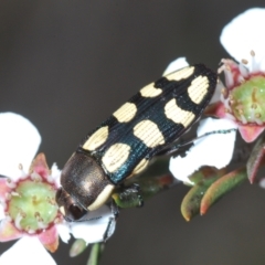 Castiarina decemmaculata at Stromlo, ACT - 9 Nov 2022