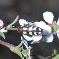 Castiarina decemmaculata at Stromlo, ACT - 9 Nov 2022 04:53 PM