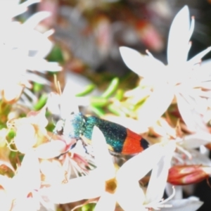 Castiarina kerremansi at Coree, ACT - 8 Nov 2022 01:23 PM