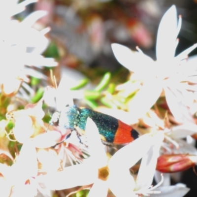 Castiarina kerremansi (A jewel beetle) at Coree, ACT - 8 Nov 2022 by Harrisi