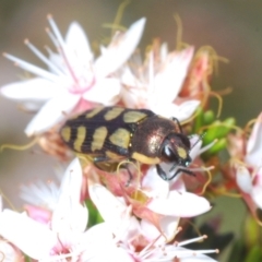 Castiarina decemmaculata at Coree, ACT - 8 Nov 2022