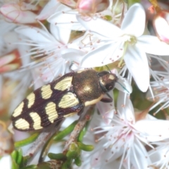 Castiarina decemmaculata at Coree, ACT - 8 Nov 2022