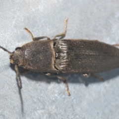 Elateridae (family) (Unidentified click beetle) at Sherwood Forest - 8 Nov 2022 by Harrisi