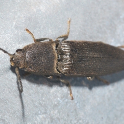Elateridae sp. (family) (Unidentified click beetle) at Coree, ACT - 8 Nov 2022 by Harrisi
