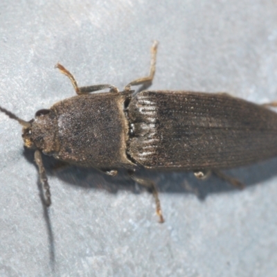 Elateridae (family) (Unidentified click beetle) at Sherwood Forest - 8 Nov 2022 by Harrisi