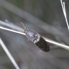 Elateridae sp. (family) at Coree, ACT - 8 Nov 2022