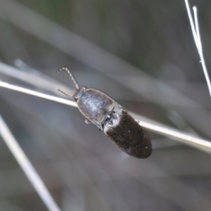 Elateridae sp. (family) at Coree, ACT - 8 Nov 2022 02:25 PM