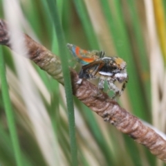 Maratus pavonis (Dunn's peacock spider) at Cotter River, ACT - 8 Nov 2022 by Harrisi