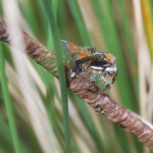 Maratus pavonis at Cotter River, ACT - suppressed