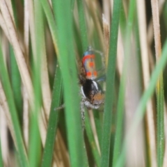 Maratus pavonis at Cotter River, ACT - 8 Nov 2022