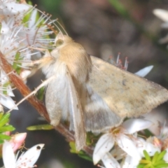 Helicoverpa armigera (Cotton bollworm, Corn earworm) at Coree, ACT - 8 Nov 2022 by Harrisi