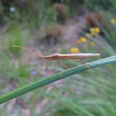 Mutusca brevicornis (A broad-headed bug) at Kambah, ACT - 9 Nov 2022 by MatthewFrawley