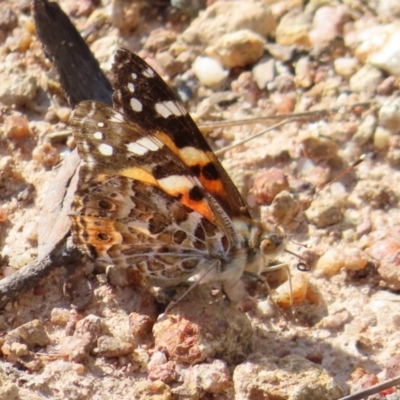 Vanessa kershawi (Australian Painted Lady) at Kambah, ACT - 9 Nov 2022 by MatthewFrawley