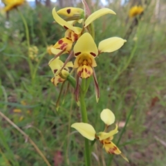 Diuris sulphurea (Tiger Orchid) at Kambah, ACT - 9 Nov 2022 by MatthewFrawley