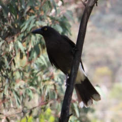 Strepera graculina (Pied Currawong) at Kambah, ACT - 9 Nov 2022 by MatthewFrawley