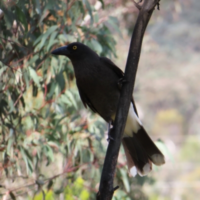 Strepera graculina (Pied Currawong) at Mount Taylor - 9 Nov 2022 by MatthewFrawley