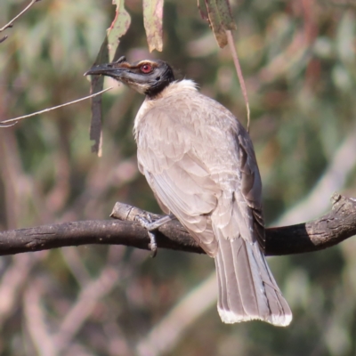 Philemon corniculatus (Noisy Friarbird) at Mount Taylor - 9 Nov 2022 by MatthewFrawley