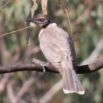 Philemon corniculatus (Noisy Friarbird) at Kambah, ACT - 9 Nov 2022 by MatthewFrawley