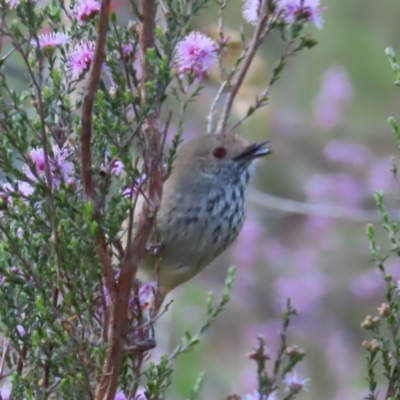 Acanthiza pusilla (Brown Thornbill) at Mount Taylor - 9 Nov 2022 by MatthewFrawley