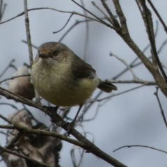 Acanthiza reguloides (Buff-rumped Thornbill) at Borough, NSW - 3 Nov 2022 by Paul4K