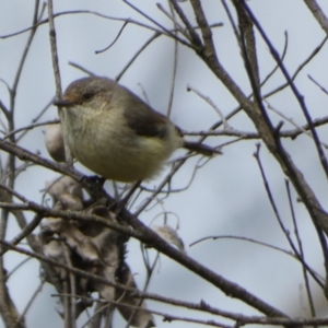 Acanthiza reguloides at Borough, NSW - 3 Nov 2022