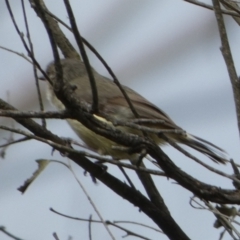 Acanthiza reguloides at Borough, NSW - 3 Nov 2022