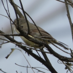 Acanthiza reguloides at Borough, NSW - 3 Nov 2022