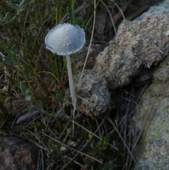 Coprinellus etc. (An Inkcap) at Borough, NSW - 8 Nov 2022 by Paul4K