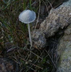 Coprinellus etc. at Borough, NSW - 9 Nov 2022