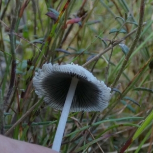 Coprinellus etc. at Borough, NSW - 9 Nov 2022