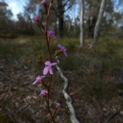 Stylidium sp. (Trigger Plant) at Borough, NSW - 8 Nov 2022 by Paul4K