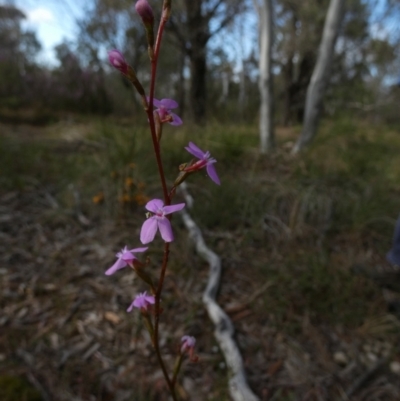 Stylidium sp. (Trigger Plant) at Boro - 8 Nov 2022 by Paul4K