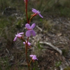 Stylidium sp. at Borough, NSW - 9 Nov 2022