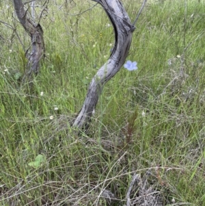 Linum marginale at Watson, ACT - 9 Nov 2022 11:27 AM