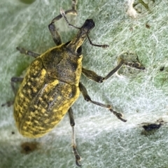 Larinus latus (Onopordum seed weevil) at Molonglo River Reserve - 9 Nov 2022 by mcosgrove